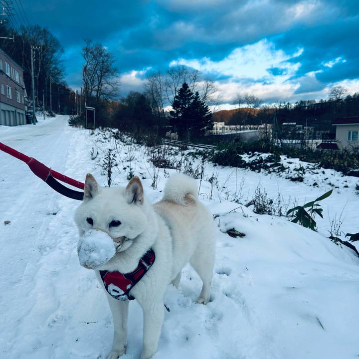 F4a90e8e 0f88 4b79 a000 6392daec1e54 1764983569334