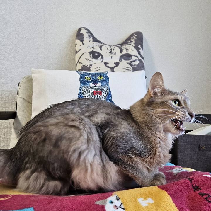 F4a91c47 58c2 4bca 835b fe9a1c4990fa 1706744133772