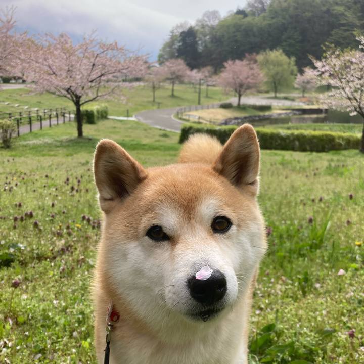 F4a9cca5 cc34 4acc 9e33 4c3fd0f7bd7b 1745366430036