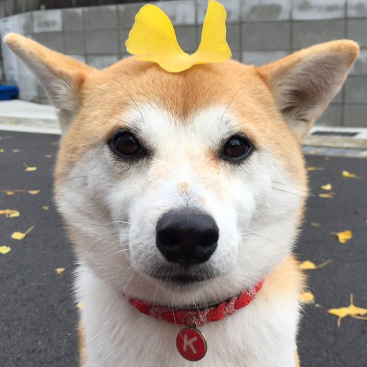 F4aaf829 acb5 4e61 bb80 4ab8734ee032 1509234309493