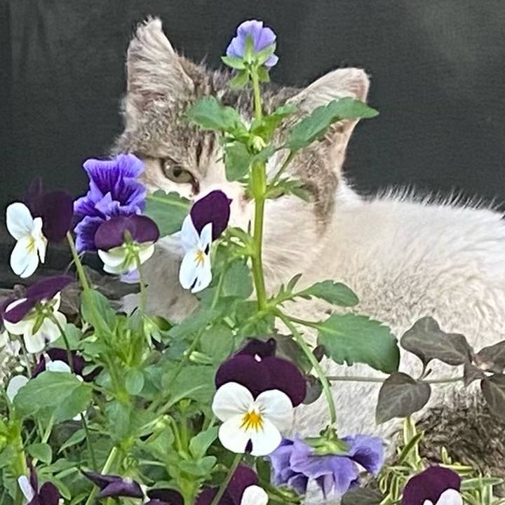 F4af7c1e e115 4012 ad90 7e0380800d7e 1745294279994