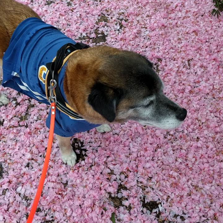 F4afdd42 9077 4c53 909b a2b98b73ed7c 1556237710631