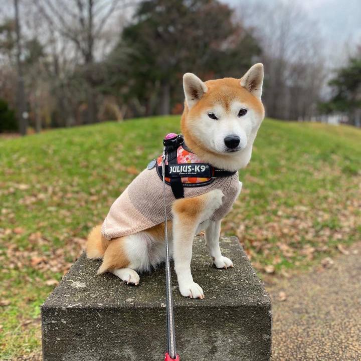 F4b1109c 79a0 4c29 b137 fcef1bb312f5 1669682493703