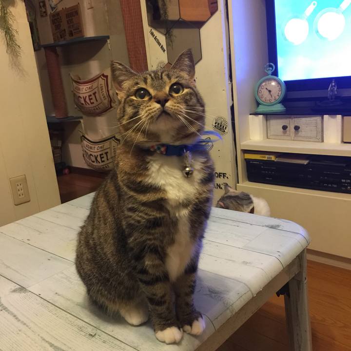 F4b1ae1c 5ff5 42fb 9bb2 1f7bd33a97b9 1560951990764