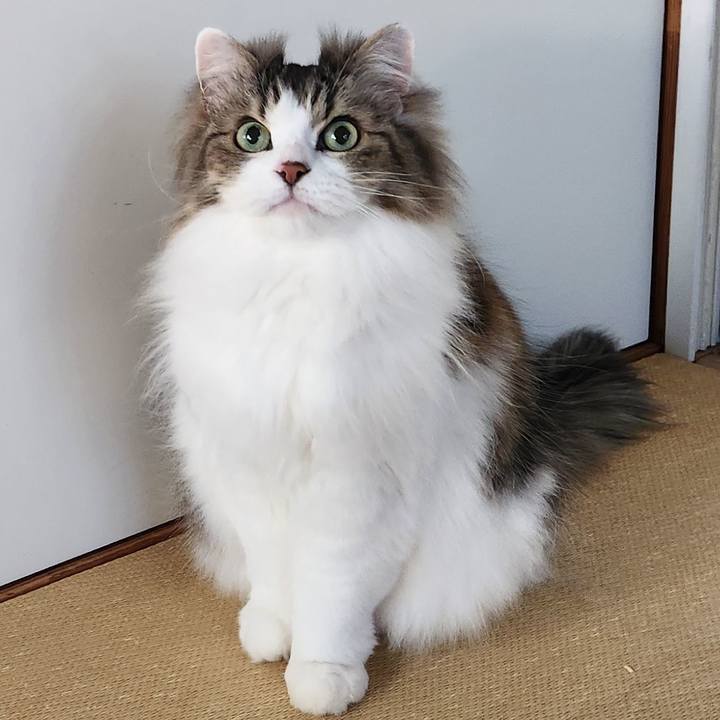 F4b1ba72 dc42 43f1 b0f4 1a8fdf0ce0a2 1769845580875