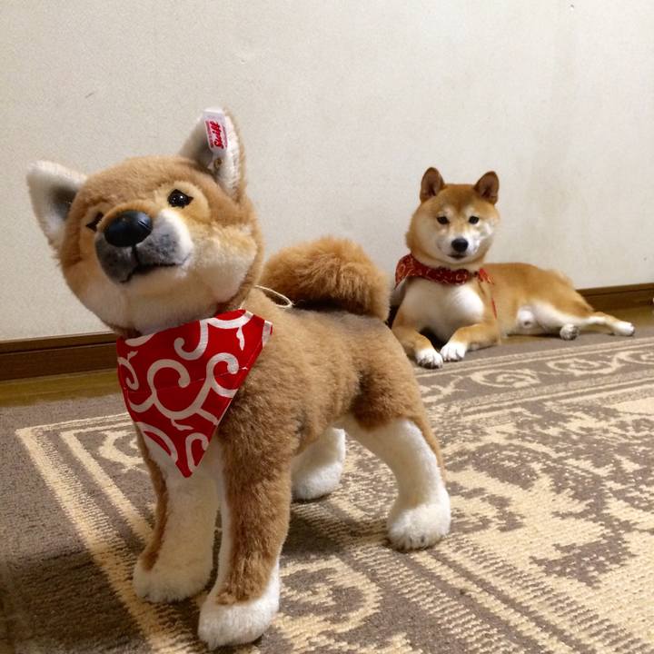 F4b294f3 5d5d 42e3 b476 1fca9701a30f 1513431393772