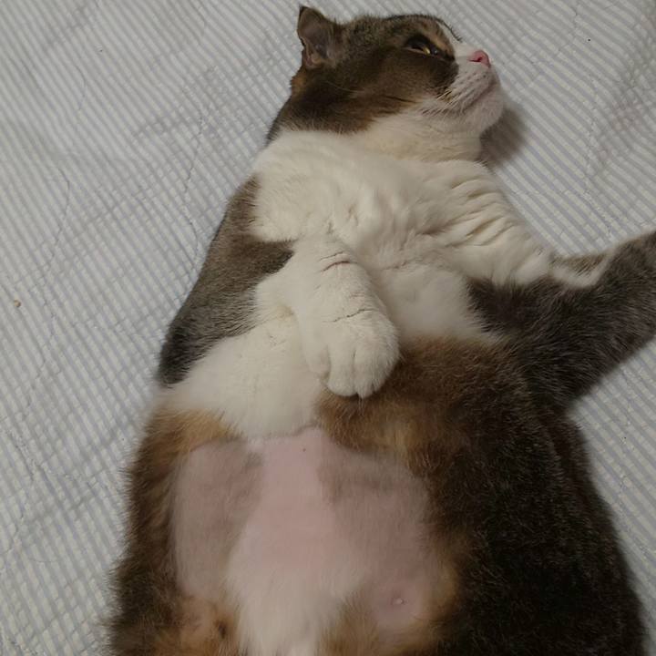 F4b45ed6 025a 4a06 b6ef 13b0649ffaec 1662774756264