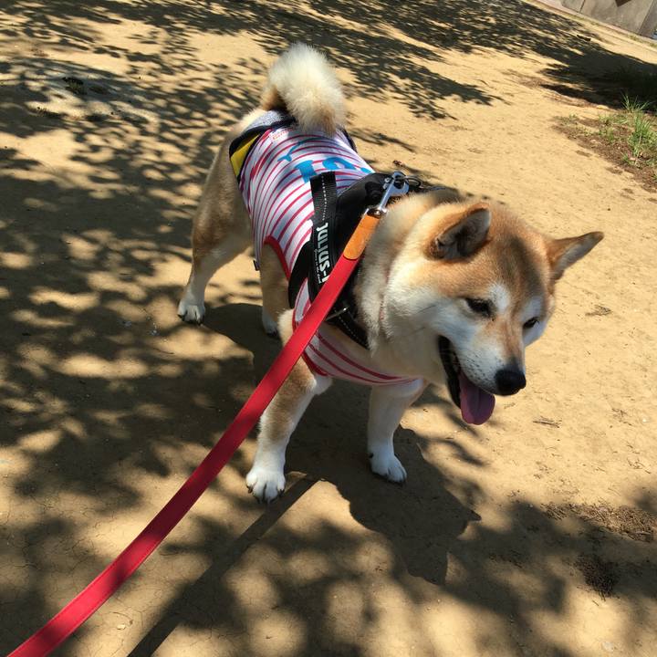 F4b5b035 f11c 4a82 becd 37e650d1ed9d 1589435694033