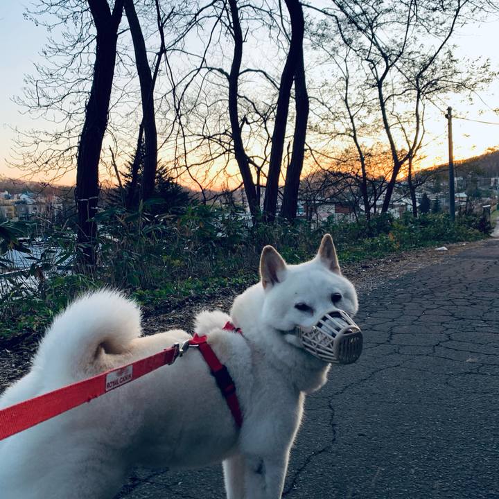 F4b6e89d 4922 4823 9c29 77eaf356ceae 1605392651207