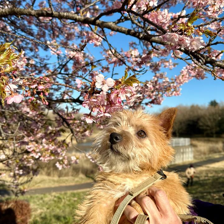 F4b9c588 7739 460a ad8f ce86e7f36443 1709476109160