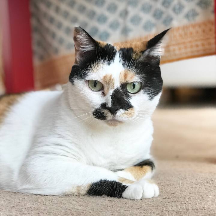 F4baa33e c7fa 4262 a012 b496aaaba702 1513305180076