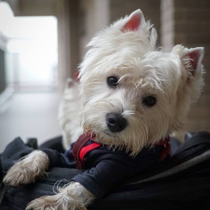 F4bc04b0 2cca 4172 bf61 9d51c6ab30d1 1528809245086