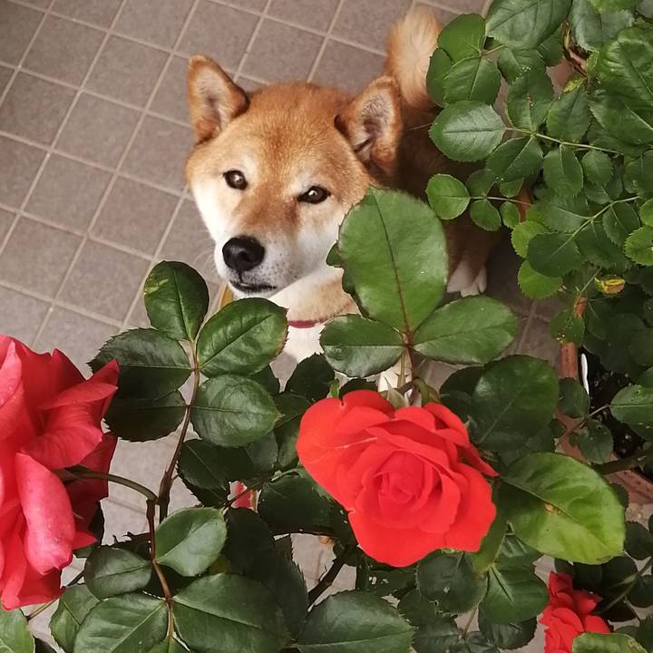 F4bccc10 dc12 40be a433 ca8cbb39ef04 1589243697699