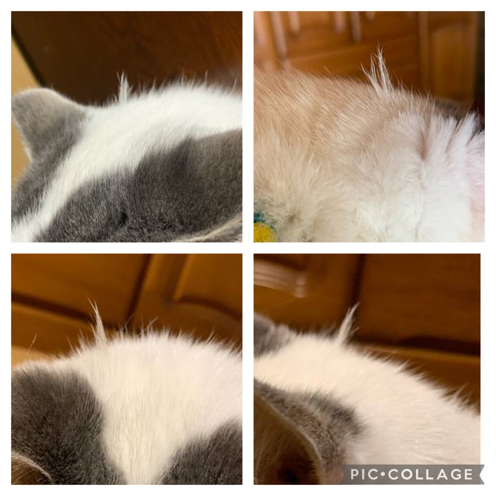 F4c1a3a8 e052 4482 bbae 1c7dff521232 1669722981224