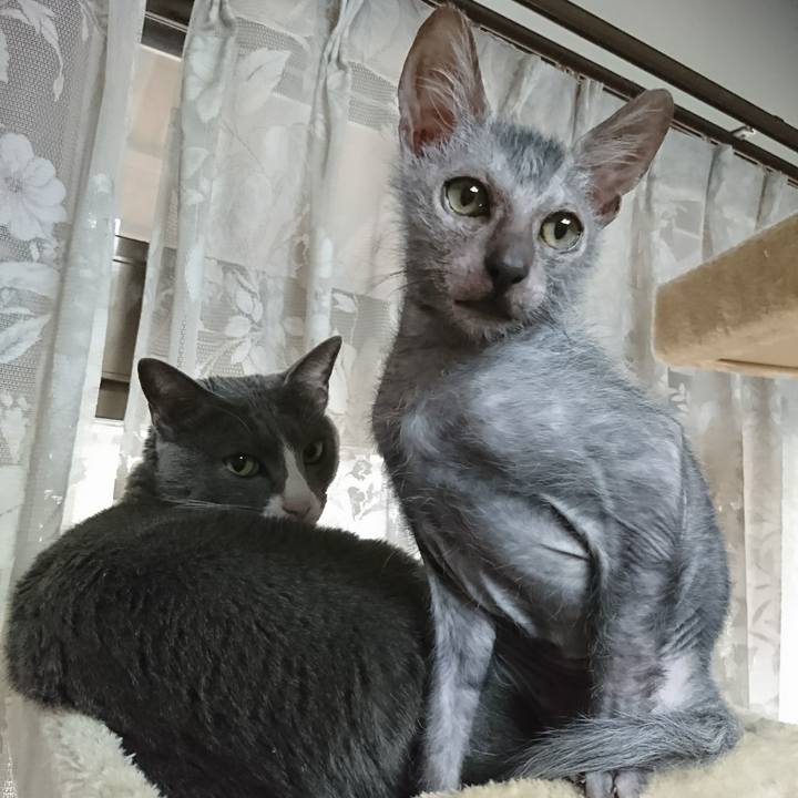 F4c35dc0 e23d 4cf8 84ec 831e971f92b6 1515557679698