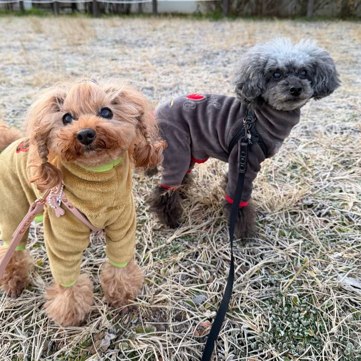 F4c37ee9 970e 406c 996f b5226581c685 1766877544399