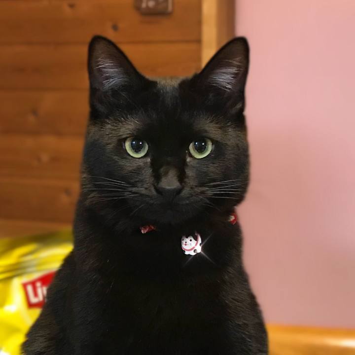 F4c4200f 1113 4a2d b6d0 15955c3ec5c6 1584270761709