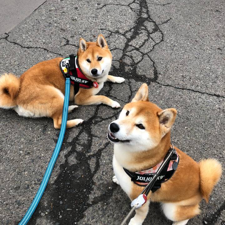 F4c43abb e32b 4006 b166 eccf670df0e8 1526876494014