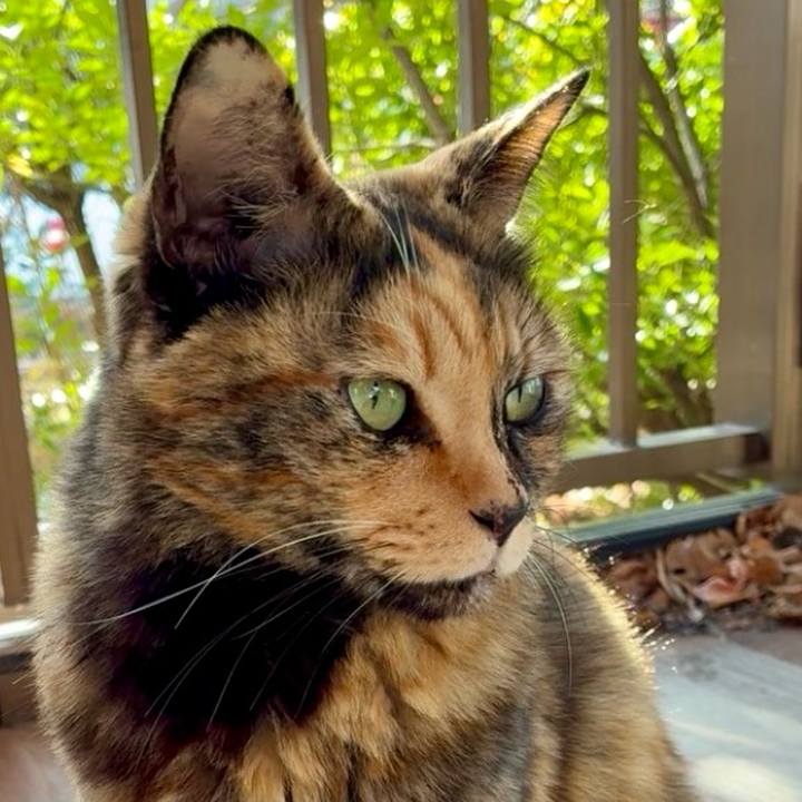 F4c4e7ce 292b 48db af88 795fd60c858b 1766139181590