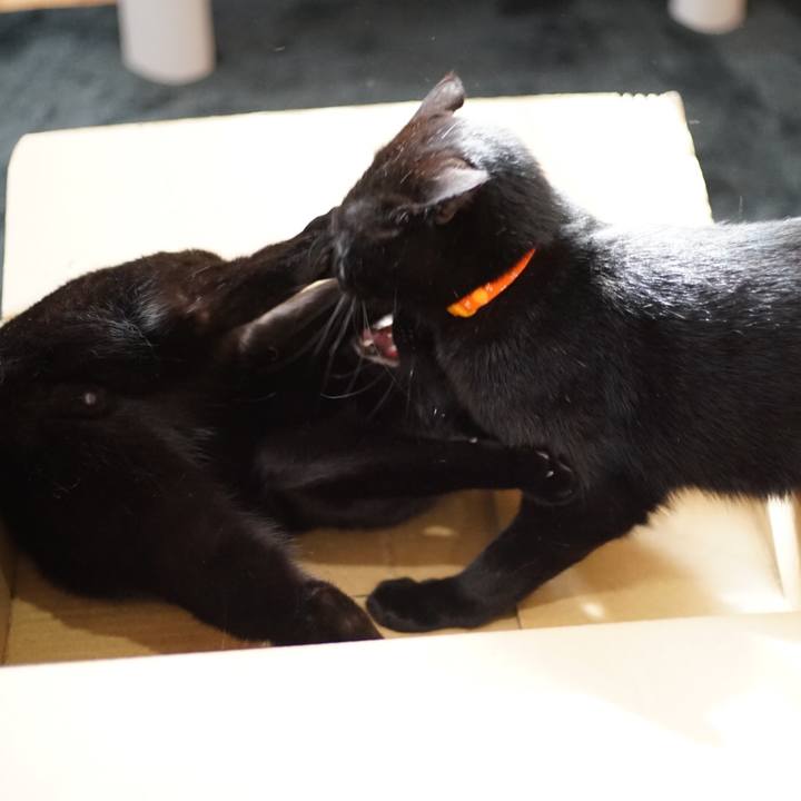 F4c5390d be49 4a30 b31e bfda89903cd1 1522108604594