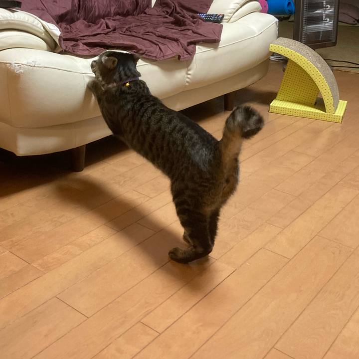 F4c5c3e8 b676 4017 b0d8 4d4efcfde906 1603359140232