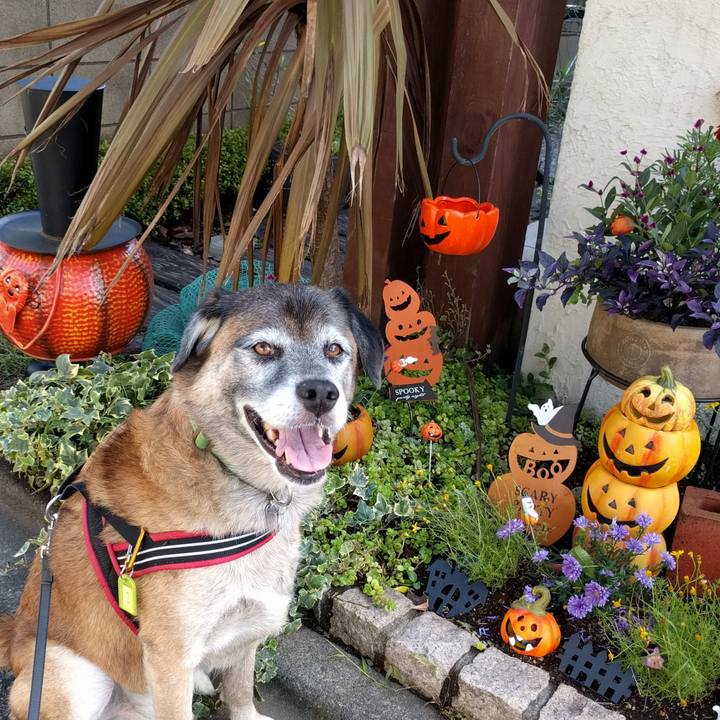 F4c82adf b9bb 480f bc37 3dd23ca6d6f6 1538437584633