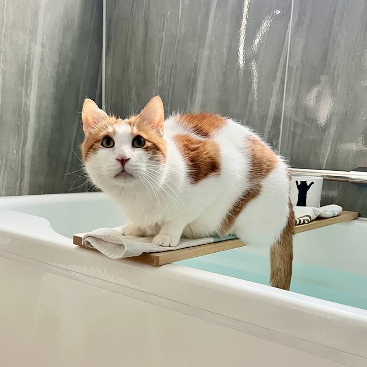 F4c96708 3ce3 4b98 8af2 c4446bb41857 1772591687698