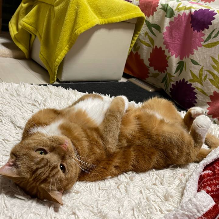 F4c9ea8b fe8c 4cde ab0a 77c13e5bff87 1677323858759