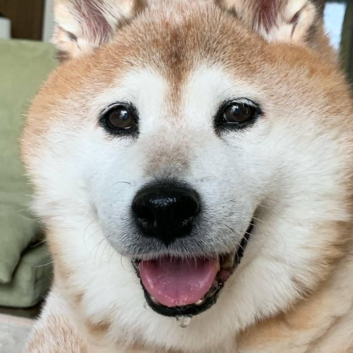 F4cc02ba 7403 455a b834 7846bbdc39ba 1597029402394