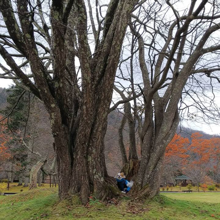 F4cc86bf dfd5 4ec3 b0d5 98b7aad71653 1509256720085