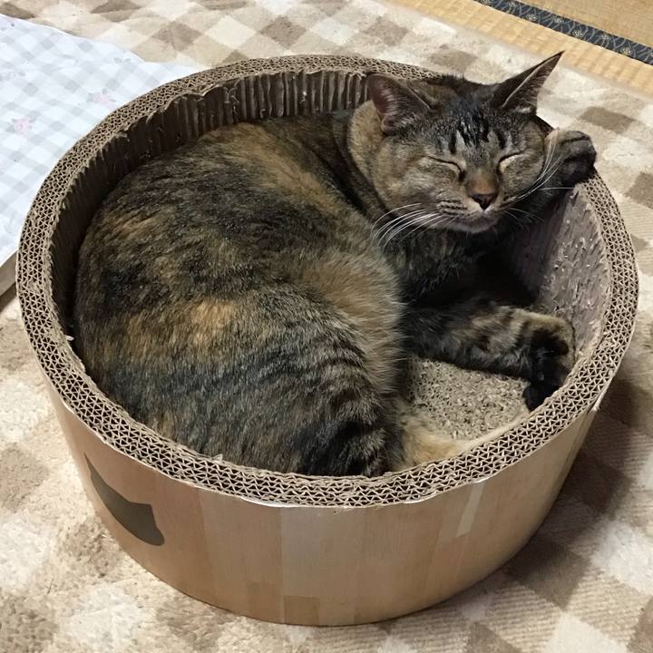 F4ce0cbb 495b 4bff a404 6a79880ed11c 1731203951481