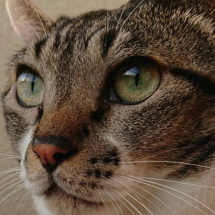 F4ced669 eca4 4b0d 99d2 c89526352100 1539391755266