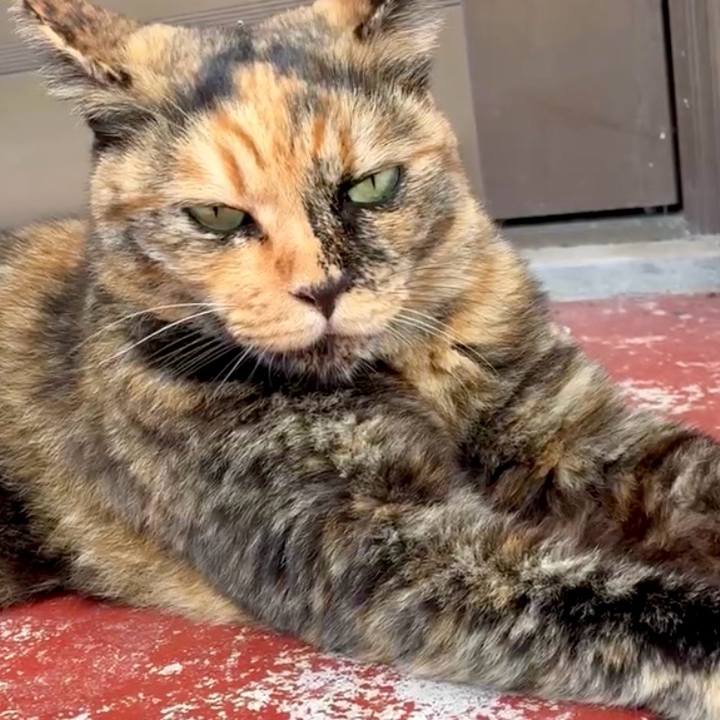 F4cf4797 fda0 42df 957f 039ea7f430a4 1755226960608