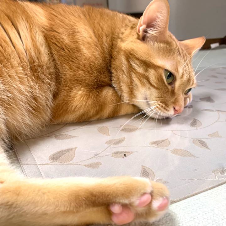 F4cfd80d 0b59 42b0 a747 1273289287fe 1582976216098