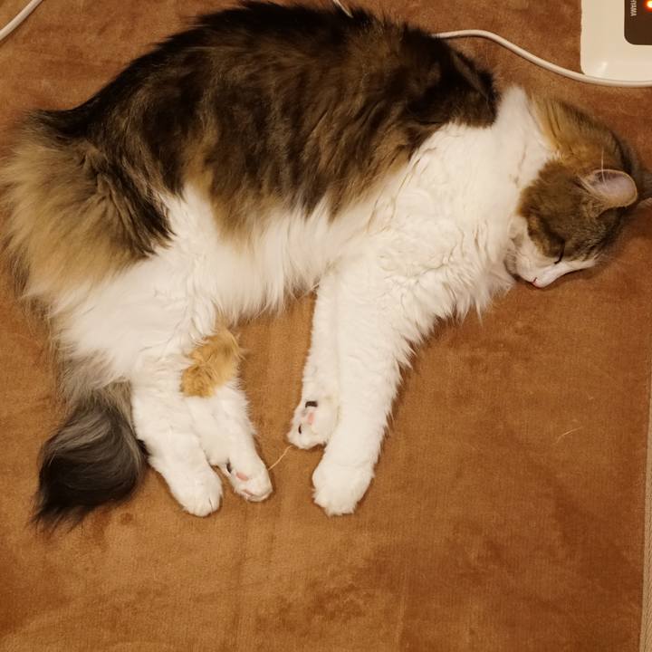 F4d0a3ee 4c98 4a41 861d b9d86d51bba9 1575446166461