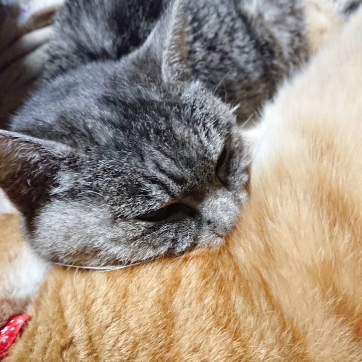 F4d0bc8d d66f 4c35 b75f df282859afd6 1579783047729