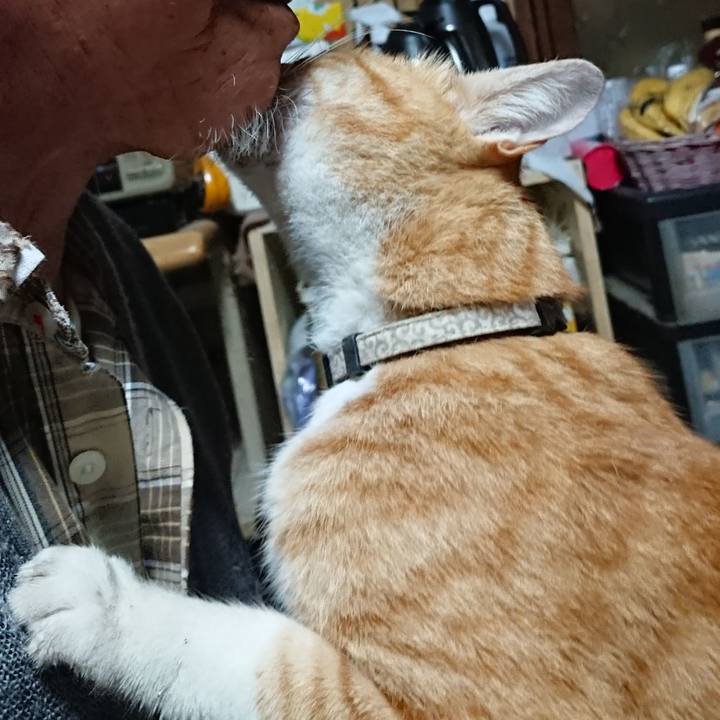 F4d166e9 a2a3 461d bbf5 cc8c486db64a 1592856053052