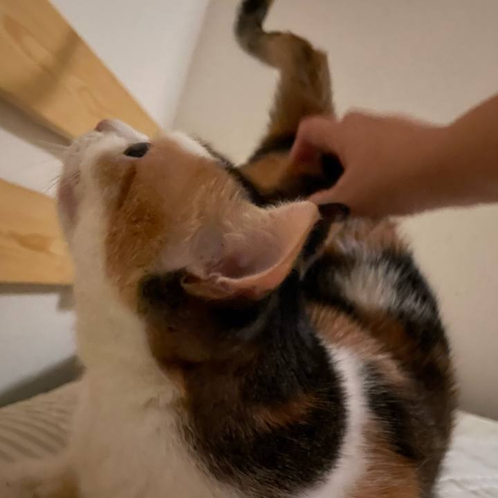 F4d1f52c 6fa6 4b64 82d3 f70b98c45a9e 1725121003556