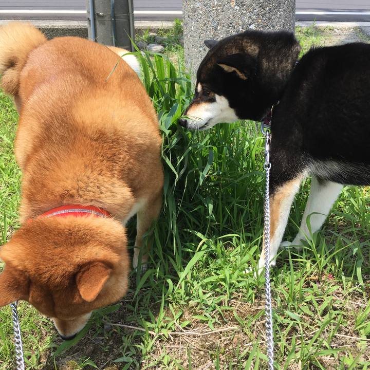 F4d229e0 c752 46ca 8fb3 8a86deaa519e 1528525878507