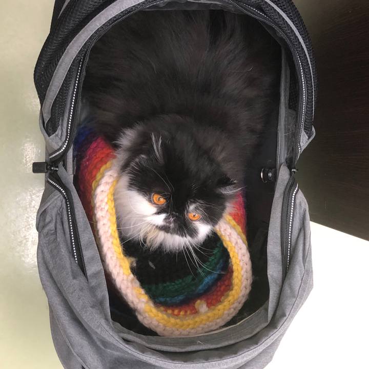 F4d3b6d4 16b6 4d7b b96f 9c277dd5da0a 1546093132174