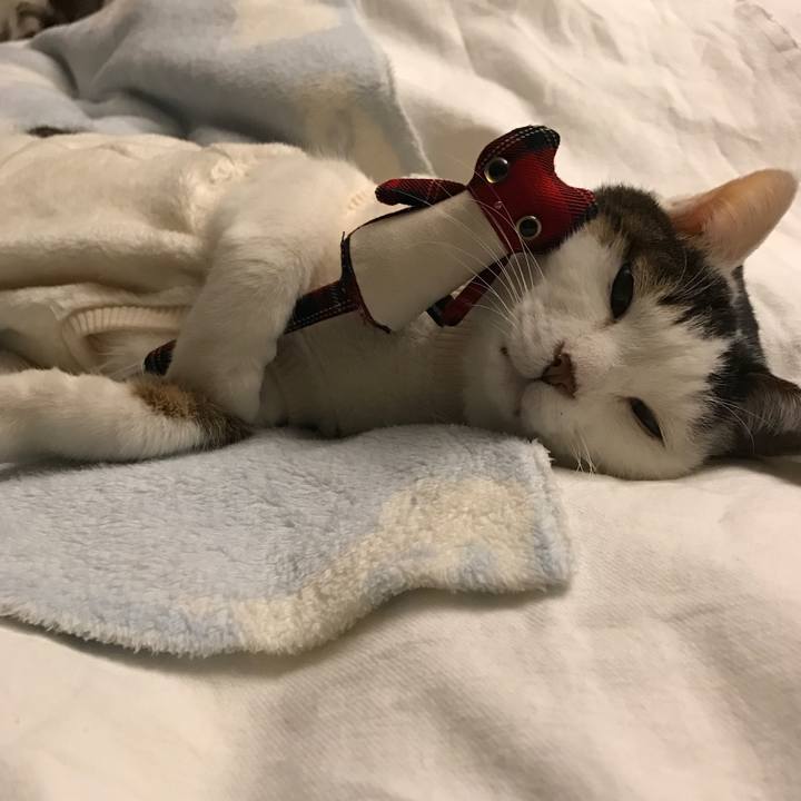 F4db061b eb4d 436e bccc 5e151c225953 1602381678640