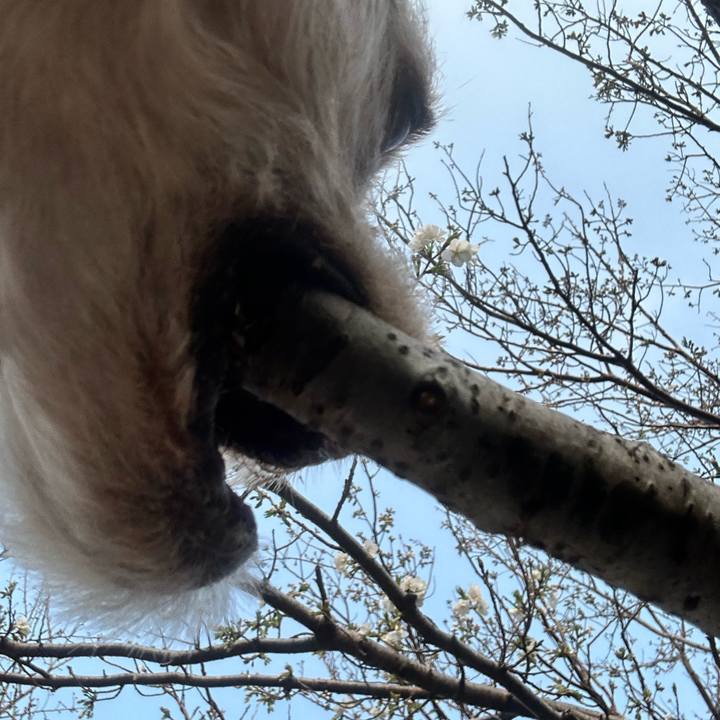 F4dc17e0 15c4 414a a263 7f5e27ad4c4e 1742989421810