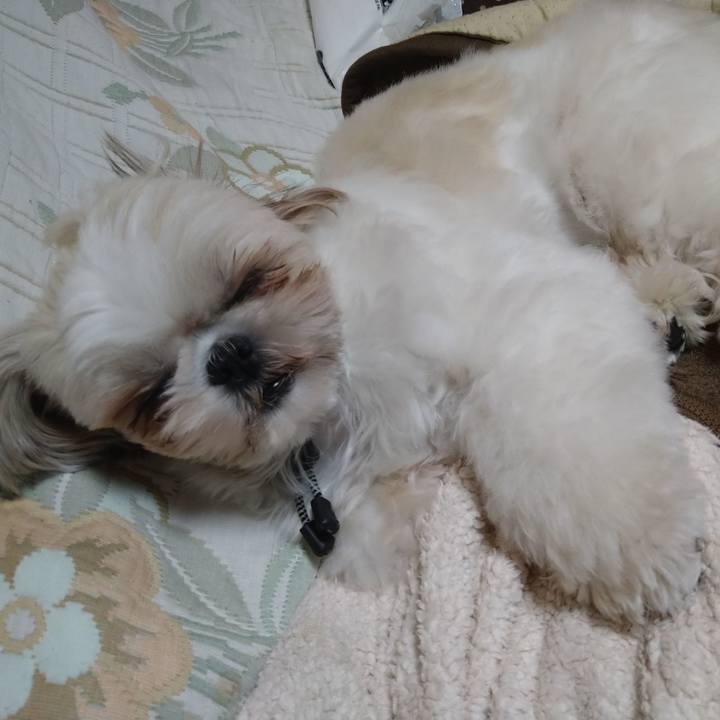 F4dd2e77 e936 46ff 9591 240213a53ff6 1609160340262