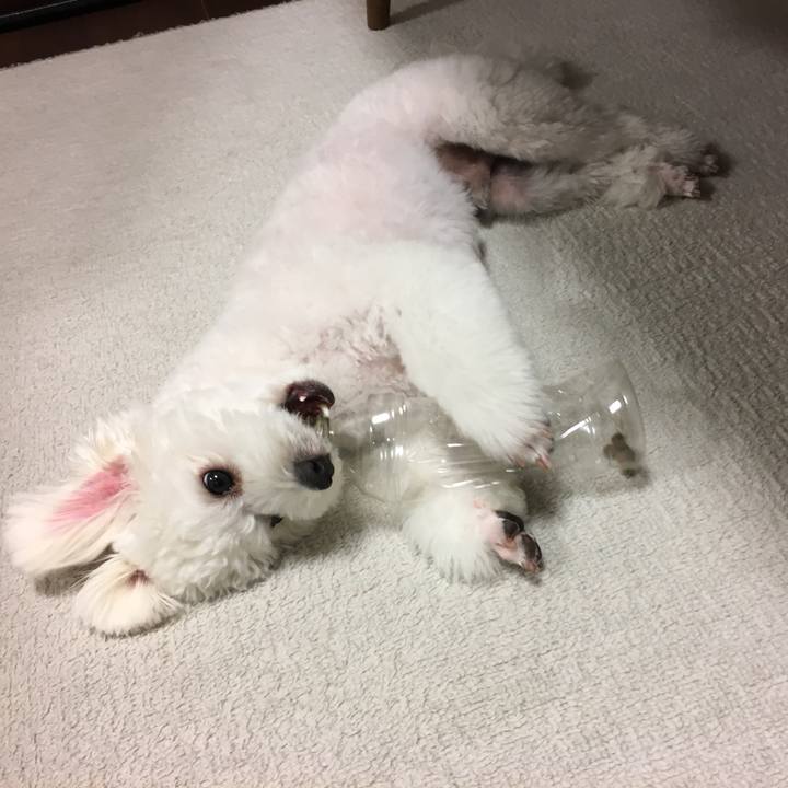 F4de146a 1dff 4075 a276 13c92c4423e7 1508066915100