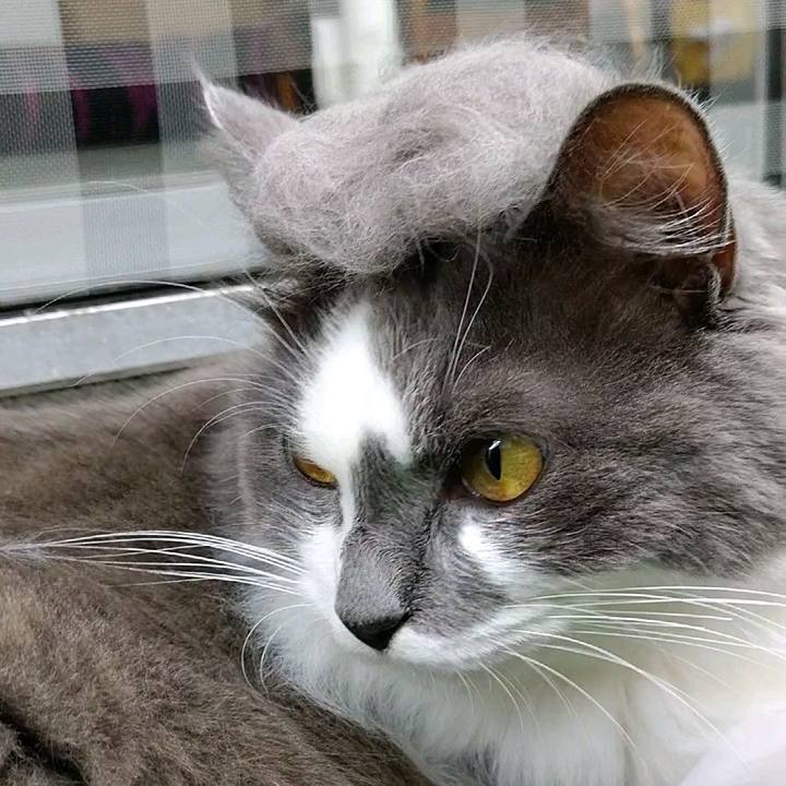 F4de997a 35fa 4c7a 9dcf 6094783418f3 1595474123303