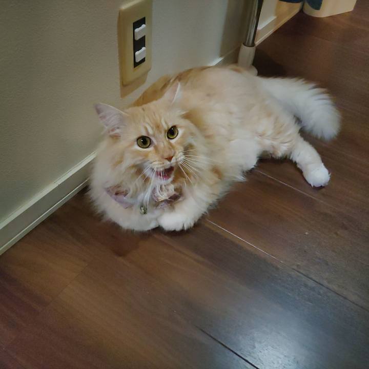 F4de9eef 3819 4d12 824a 43c4164ef3c2 1722943375731