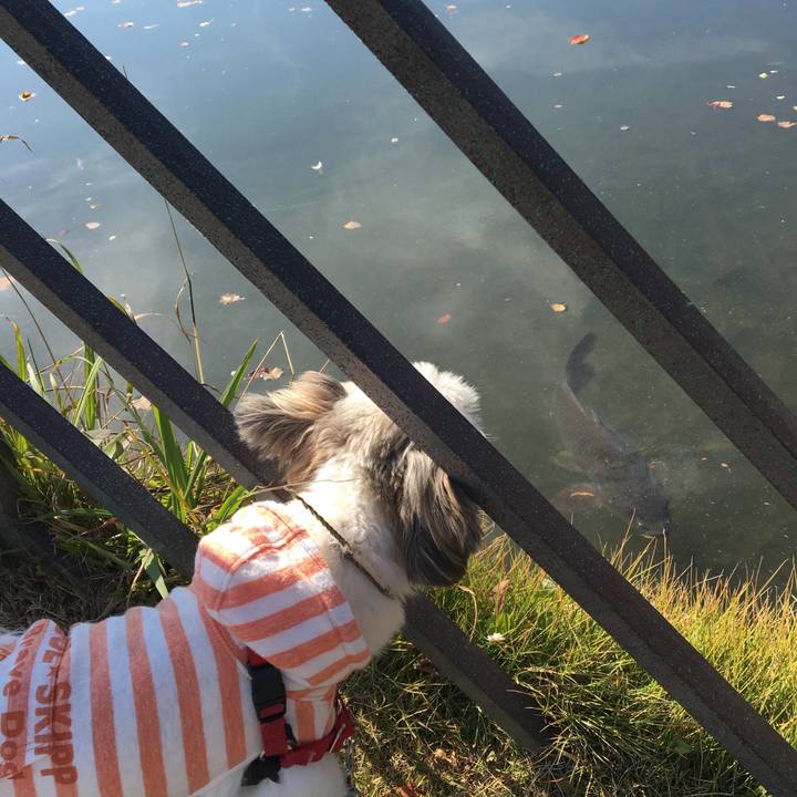 F4e37da7 b4fd 42aa 91ef 82d0b5aae85c 1510021293336