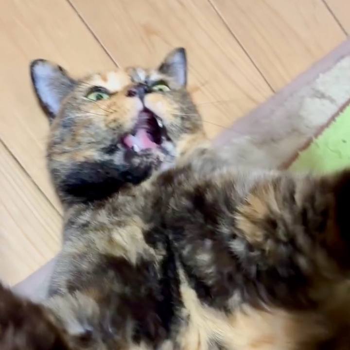 F4e37fa0 3d55 454a 957f 9ddcccfb88e8 1761856907574