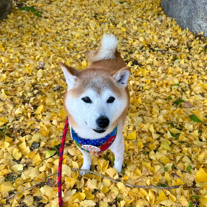 F4e4ccc3 ede9 4e93 9c2d fe8fddaac474 1732015976155