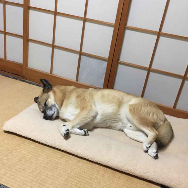 F4e56dd4 9e0c 4017 a3bd efe0c6676ed9 1523657134914